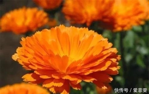 一直被蚊子咬?是因为你少了这些驱蚊草,养一盆整个夏天不用蚊香