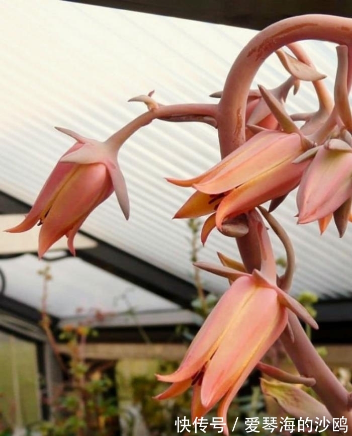 古典风十足的多肉植物,陆游钗头凤中的红酥手,你养过它吗?