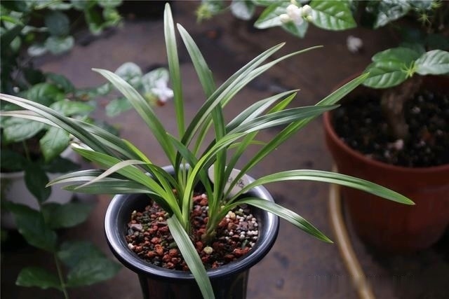 烂根|养兰花,记住2口诀,兰花越长越旺盛,再也不怕养不活
