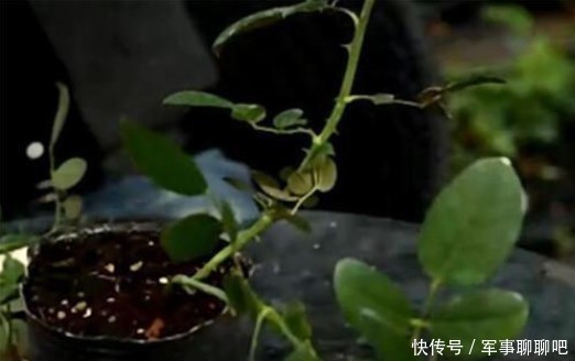 无霜冻地区|南方地区月季花小苗修剪复壮,你做对了吗