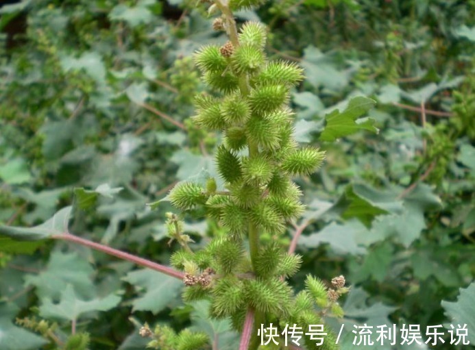 小能手|鼻炎的“天敌”找到了,早晚抹一点,鼻炎不再扰,现在知道还不晚