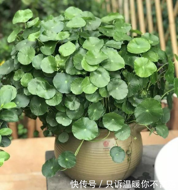 钱多多|养花技巧铜钱草养在这,7天就爆盆,叶子长成巴掌大!
