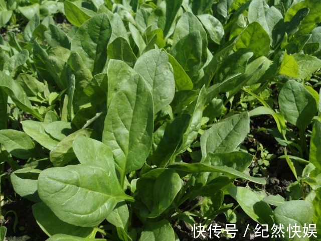 胡萝卜素|天然的“叶酸”找到了,孕妈怀孕以后尽量多吃,或对胎儿发育有益