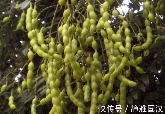 天敌|它是痔疮“天敌”,喝水时加一点,痔疮会慢慢消退