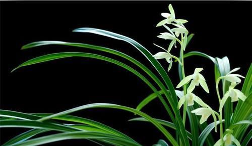 浓郁|它是建兰第一素心，还是线艺兰珍品，绿杆绿花，香味浓郁还好养