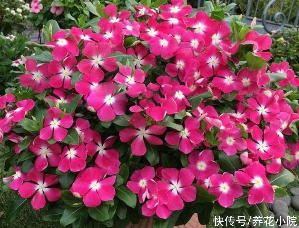 阳台上|阳台上花不在多,5种普通小盆栽,开花漂亮又好养