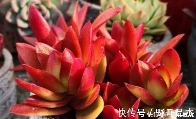 冬季|五种多肉冬天养最好，好养易爆盆，适当冻一冻，养出美状态！