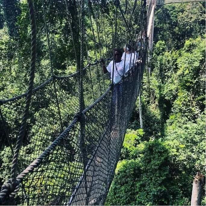 美景|树尖上的世界！有胆就有大不同，难得一见的美景绽放在游客面前