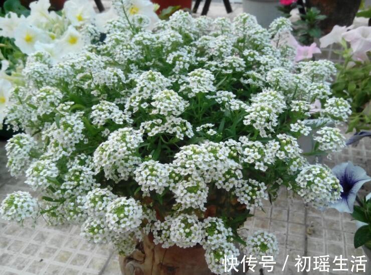 夏季易爆盆的“4种花”，现在开始养，美翻你的阳台！