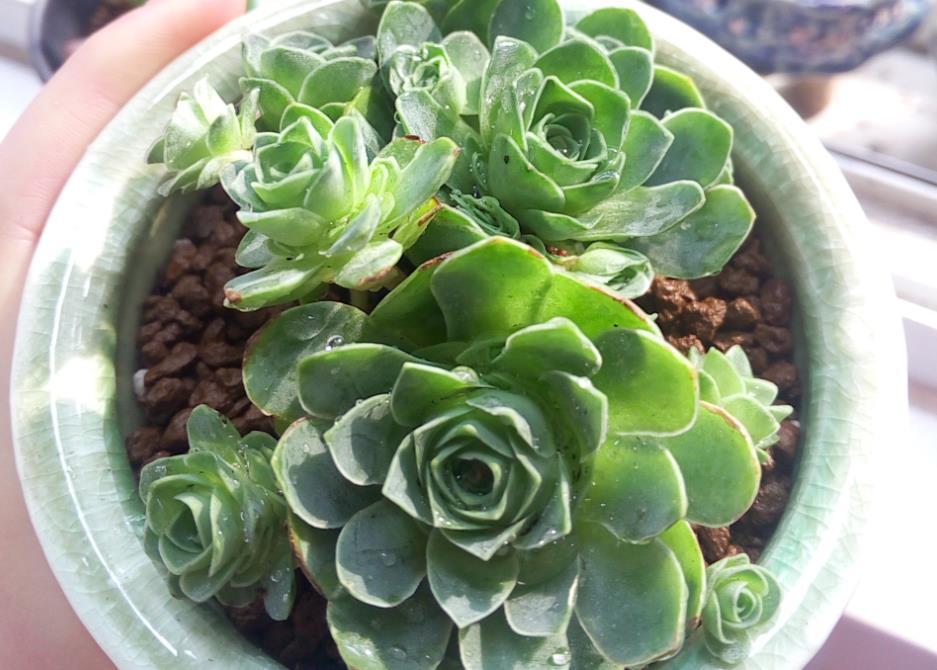 降温|休眠中的多肉,遇上高温天,想“保命”就得落实此4点