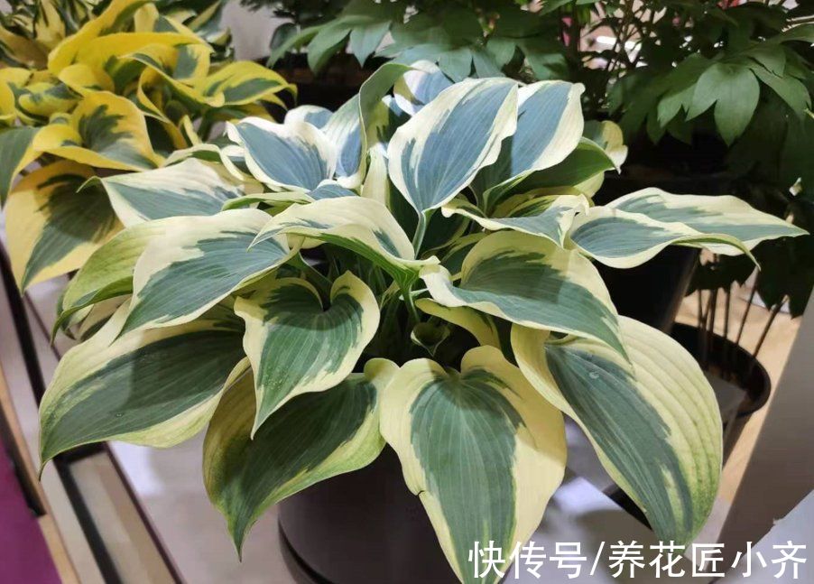 卧室养绿植净化空气？不要盲目信“专家”，看看这几点你就明白了