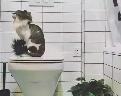 替代|越来越多人都不装老式马桶了，现在流行用它替代，好用又省地