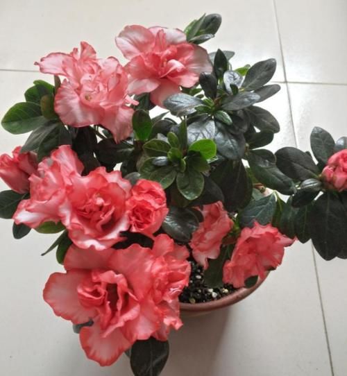 3种花养家里,开花又大又艳,比牡丹美,比绿萝好养!