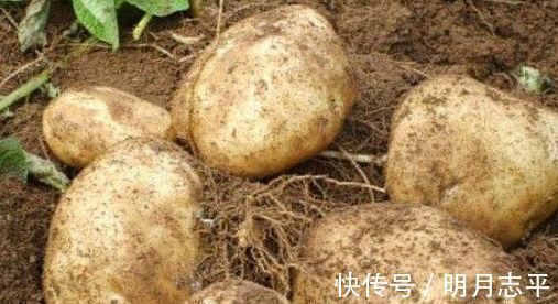副作用|提个醒吃土豆不能碰此物,吃了就是没病找病,现在知道还不晚