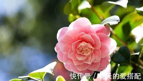 养花试试这几款,刚开杯状,似玫瑰,开散后又像牡丹,美极了