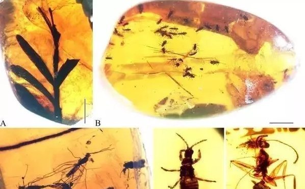 琥珀蜜蜡|你绝对想不到,现在被视为珍宝的琥珀,过去被国人当作煤炭取暖