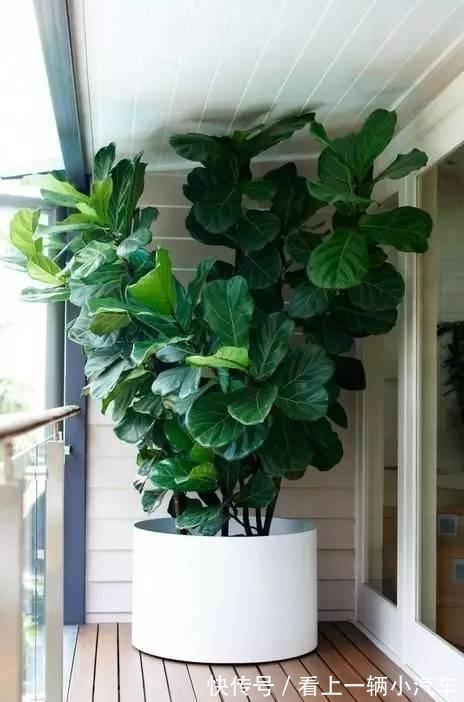 霜降之后,适合客厅养的三种盆栽,耐阴好养,关键净化空气效果好
