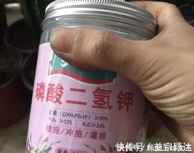 磷酸二氢钾,喷叶子好还是灌根好看一眼就能明白,别弄错了!