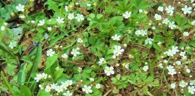 腰痛|大家常见的中药材喉咙草,祛风清热,跌打损伤,药效多多