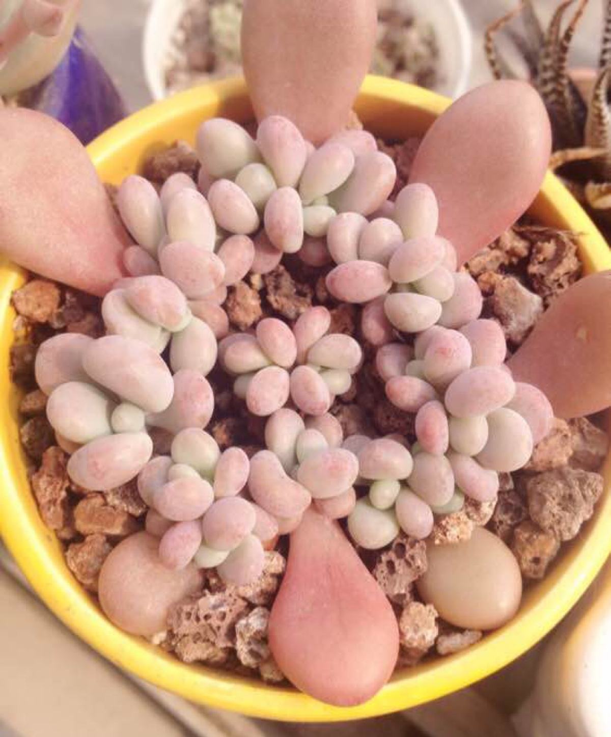 养护|9月开始,养桃蛋“牢记”2个字,半年养的“胖嘟嘟”,萌化了