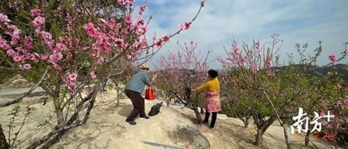 老年|汕头出游赏花好去处：十里桃花，春日斗艳！