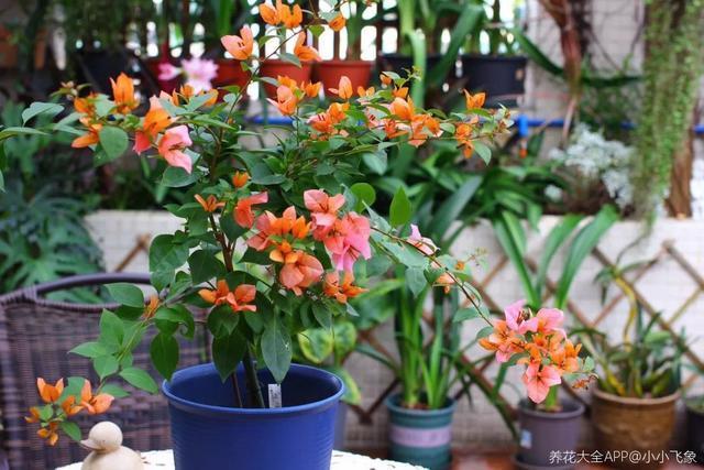 扦插|三角梅的养护大全摘光叶子，少浇水，使劲晒，开花爆满盆