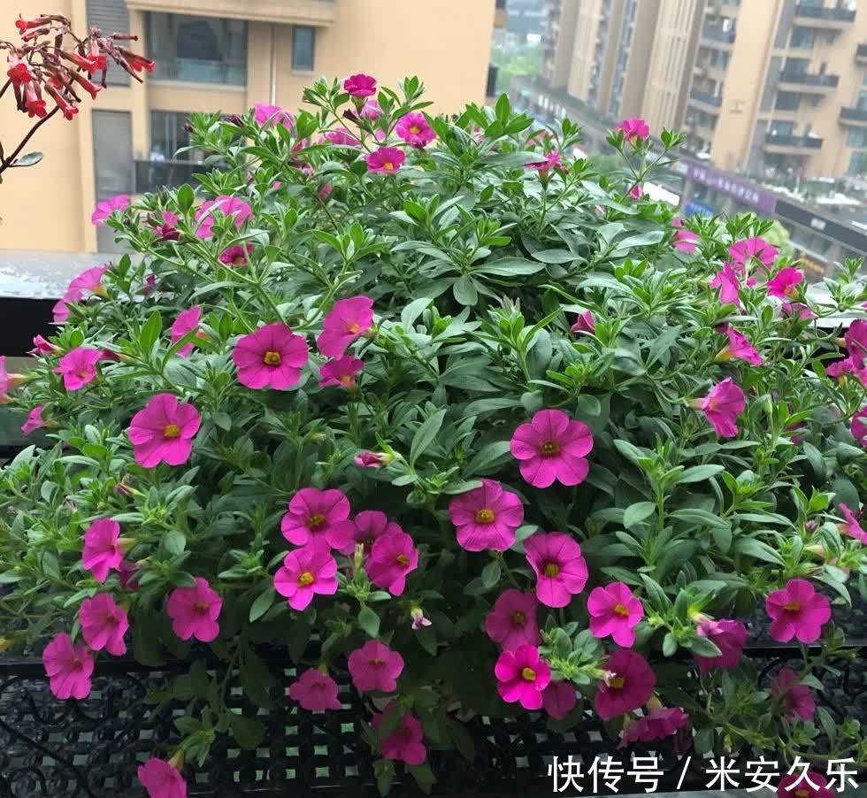阳台上|百万小铃这样养,美得不要不要的,冠幅大开花多,阳台太美了