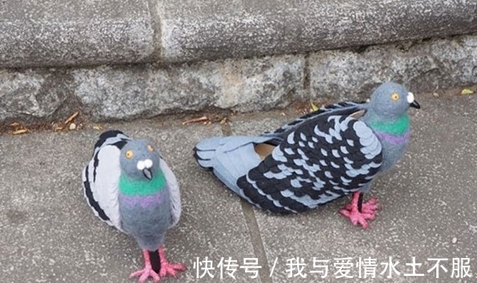大爷|一群鸽子围着女子不让她走，仔细看她脚上的鞋子，大爷都震惊了！