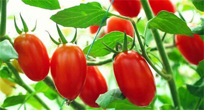 排毒|想长寿要会吃,3种食物离不开,排毒养颜,滋润身体!