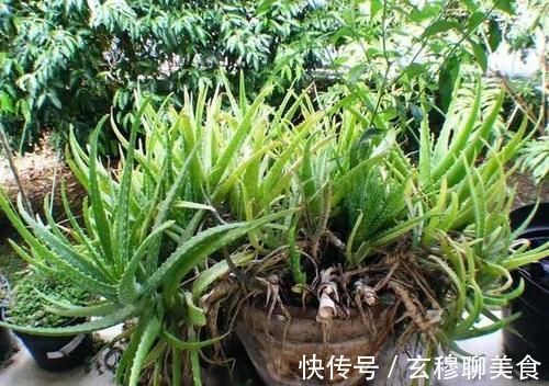 芦荟喜光畏寒怕涝，如何盆栽成老桩？养护专家告诉你