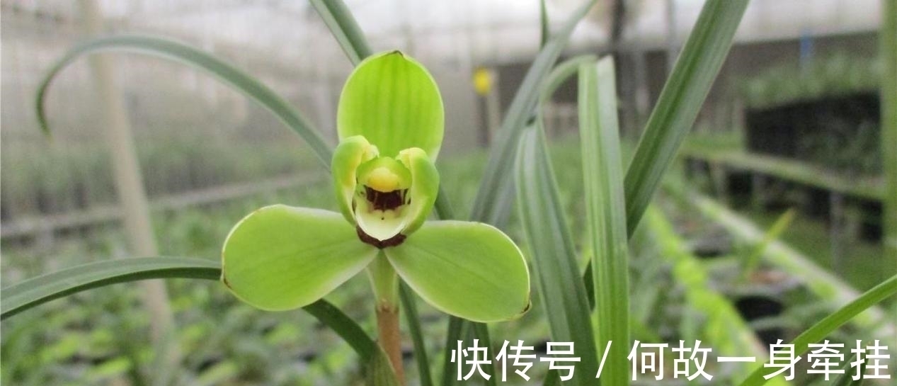 春兰老八种之首“宋梅”,花开梅瓣型,兰香醇正,是梅瓣兰之代表