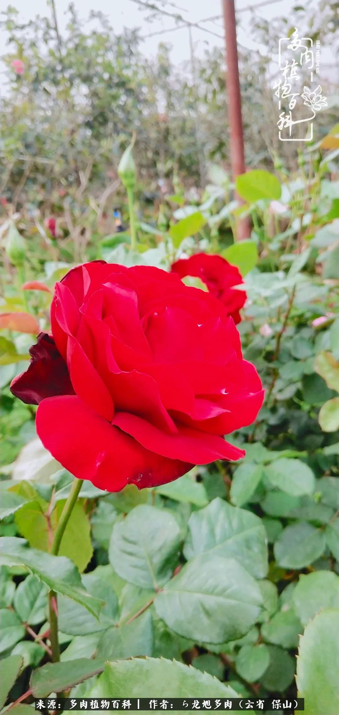 叶片|美了，美了！当秋天的风吹向你我的多肉！