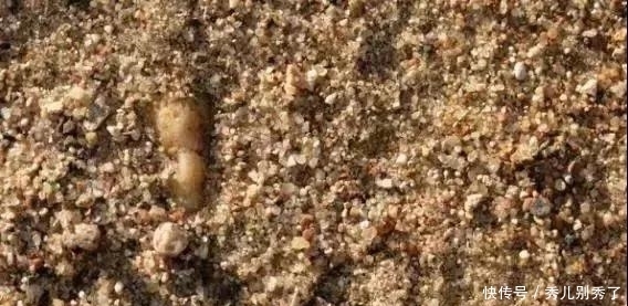 养多肉还在买土,你真的out了!