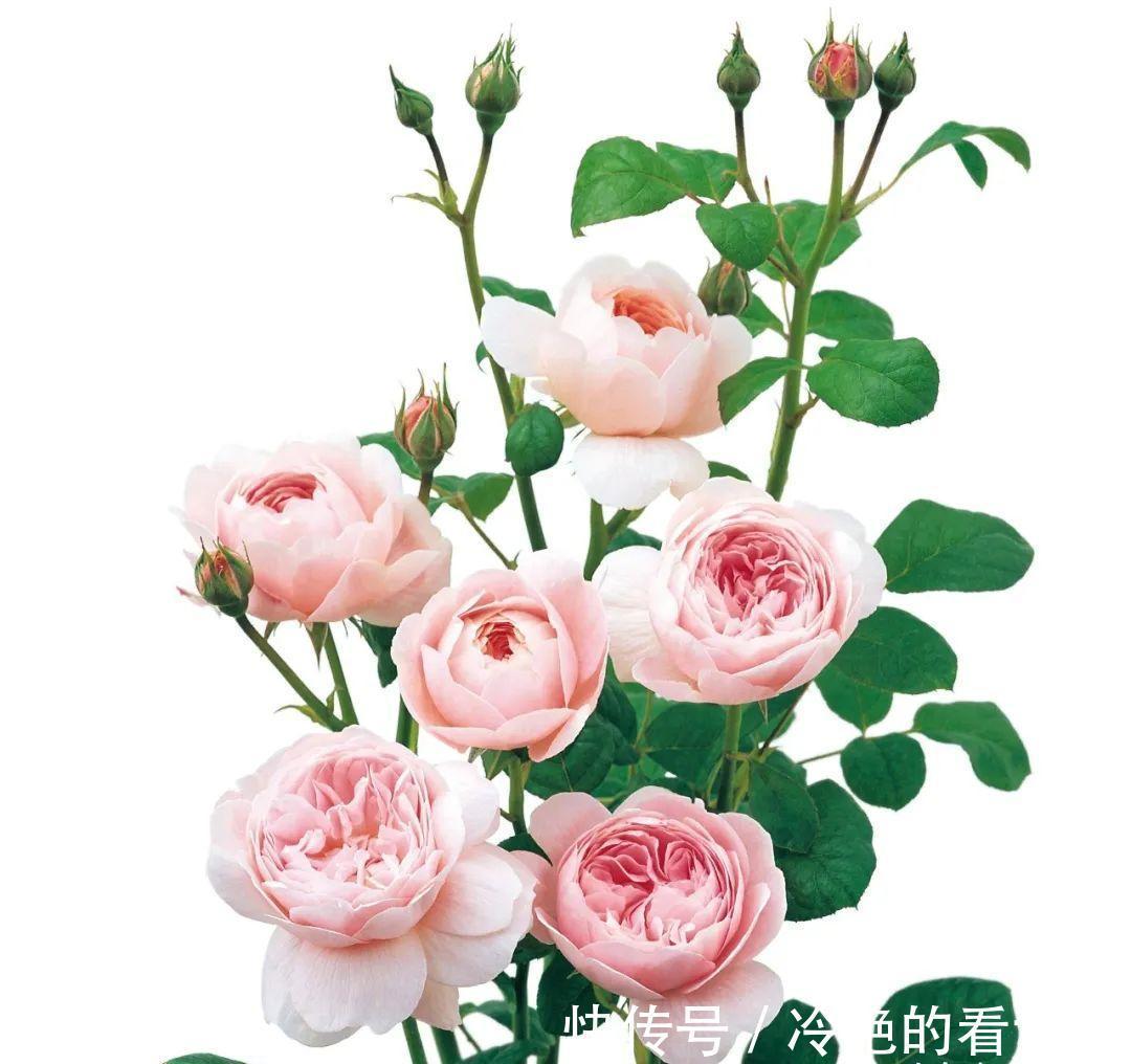 漂亮花|三种“漂亮花”，好养颜值高，却被花友“嫌弃”，不是没道理
