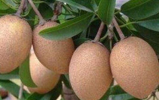 排毒养颜|冬天常见3种食物,坚持天天吃一些,排毒养颜,提高免疫力