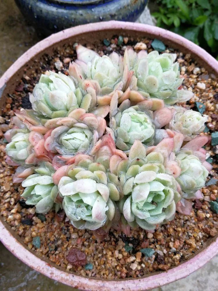 养多肉两年,200多盆养死的不到10盆,记录点点滴滴!