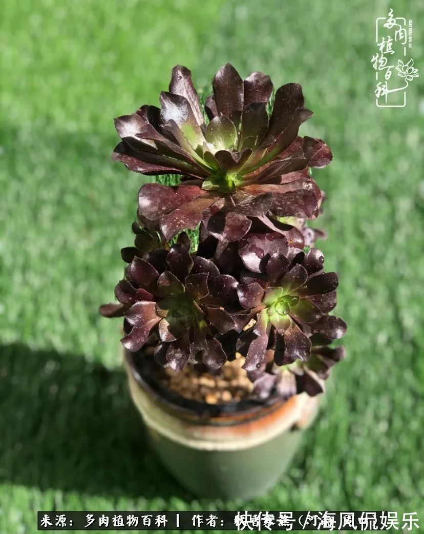 华丽|多肉千万种，我独爱法师！爱它的霸气，更爱它的华丽蜕变！