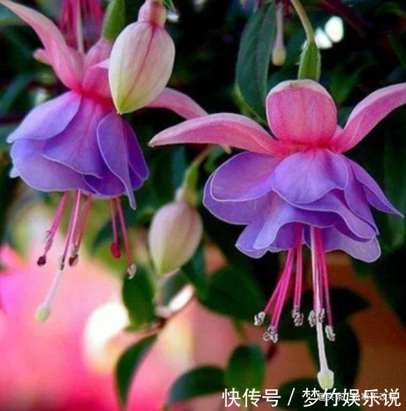 丽格海棠|一种适合新手的盆栽,扔进花盆就能活,四季花开不断,阳台变花海