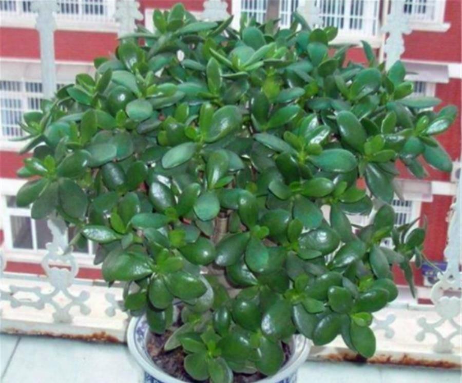 玉树|夏天玉树有4怕,难怪叶子干瘪还发黄,学会了肥厚饱满碧绿光亮