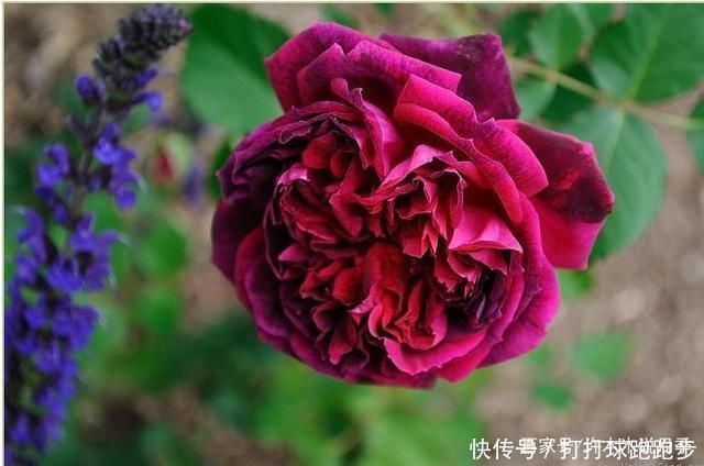 25个拥有中国血统的波旁月季。花朵超大个个丰花,还能爬藤做花墙
