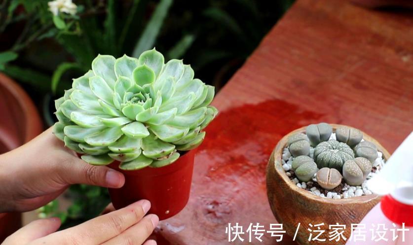 养殖|多肉盆栽长得慢？错了，套袋子一闷，茎叶疯长又透亮水灵