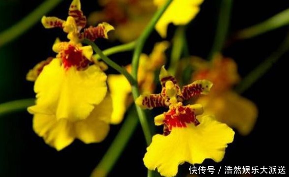 原球|喜欢养花就养文心兰，开花金黄寓意好，养护轻松花香四溢，美极了