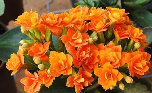 植物|最厉害的养花营养液给花喝一勺,不黄叶,不烂根,养啥旺啥