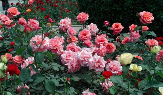 要想月季，月月开花，巧妙用一招，花大色艳，花开不断美不胜收