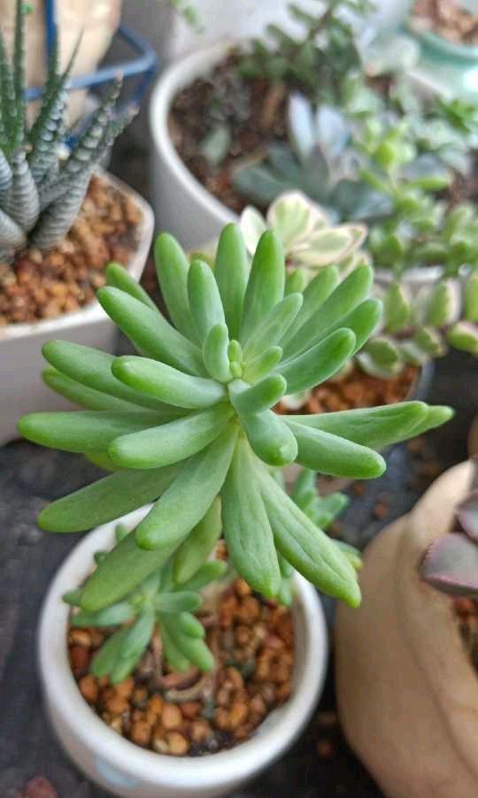 多肉徒长很好解决,照这几种方式来,状态差一点,至少不徒长