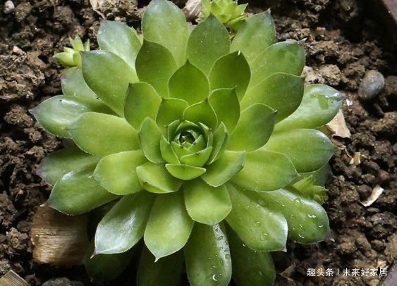 观音莲|喜欢三角梅,不如首选“优良名品”柠檬黄三角梅,花开艳丽多姿!