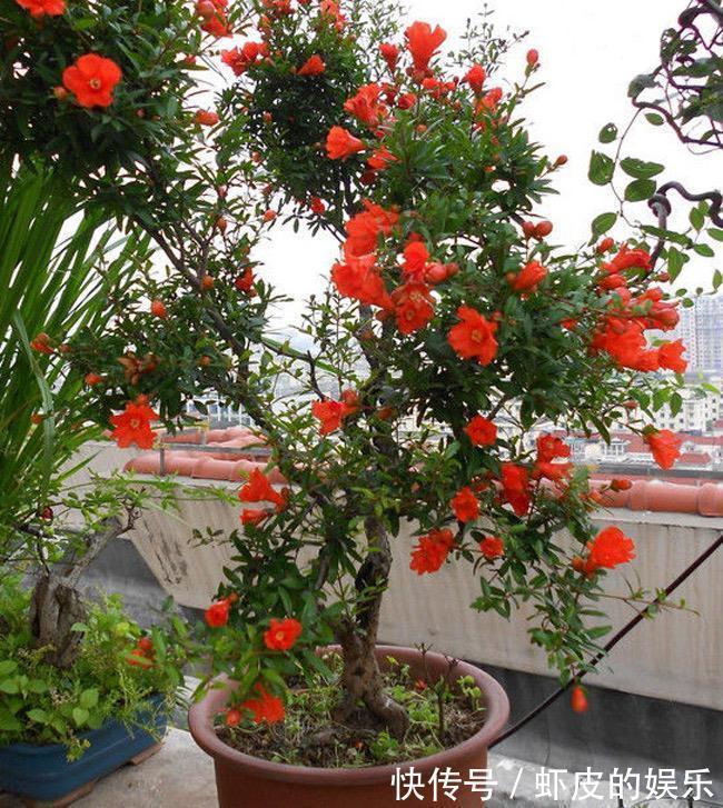 阳台上|很好养的3种小树,阳台露台都可以养,寓意好越养越旺净化空气
