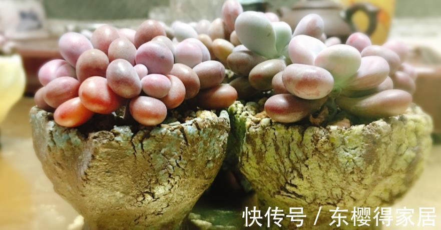 婴儿|天微凉，养这3款多肉，该小心黑腐问题