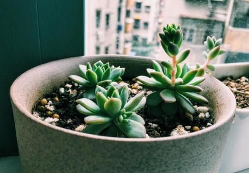 多肉“整形记”：茎叶又细又长怎么办？摘叶子、控水、砍头