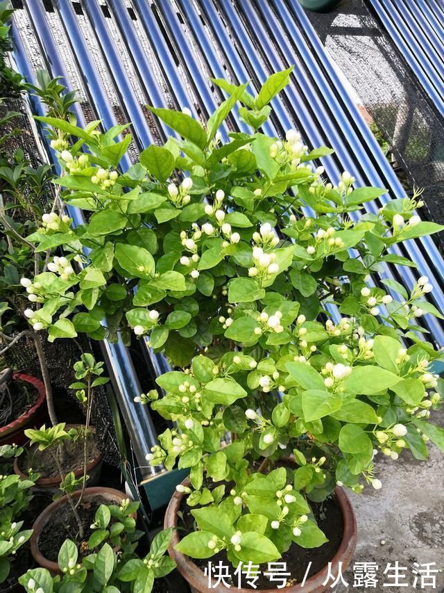 剪子|7月养茉莉花，1剪子下去“新枝条”翻倍，入秋又能“开爆盆”
